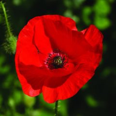 Speech – ANZAC Day Address